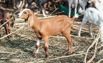goatling on a farm - image #328101 gratis